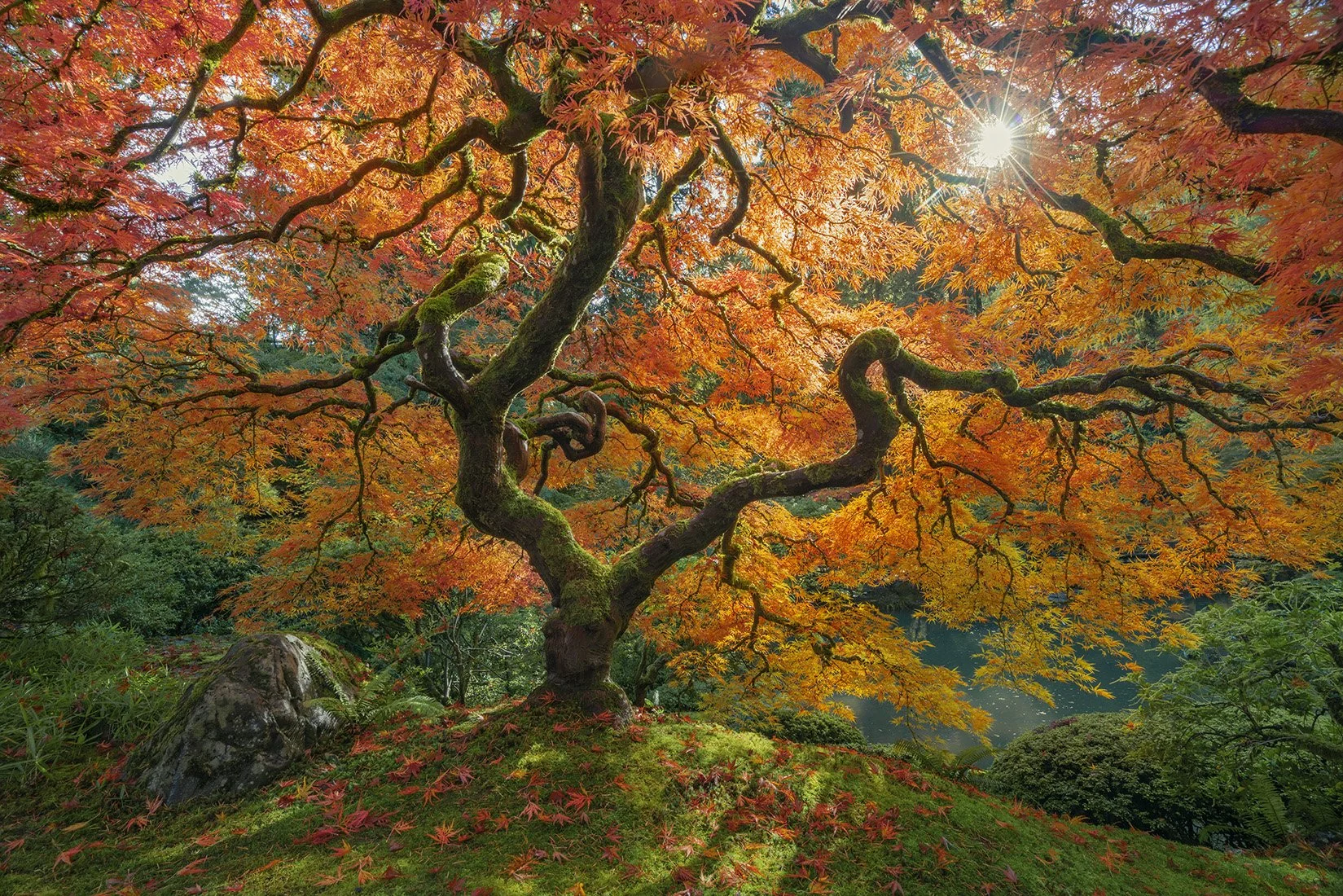 Phoenix Flame by Thomas Goebel | Japanese Maple Tree Photography